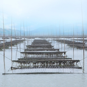 Fujian Fabriek Ad Gedroogde Aquatische Producten 5Kg Ronde Cake Laver Verpakt In Bulk Gekookte Soep Laver Voor Groothandel - Product Image 6