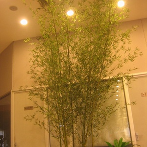 Árbol de Bambú Artificial Decorativo Verde de Alta Calidad, Resistente a la Decoloración, de 6 m de Altura, para Exteriores - Product Image 6