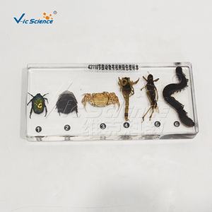 Spécimen d'arthropode encastré dans du PVC transparent, modèle anatomique d'insecte, science médicale - Product Image 5