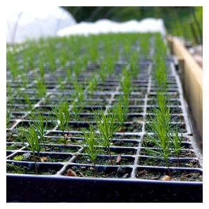 Plateau <span class=keywords><strong>de</strong></span> semis imperméable à 105 trous, plantation <span class=keywords><strong>de</strong></span> graines <span class=keywords><strong>de</strong></span> jardin, pépinière, plateau hydroponique pour semis - Product Image 5