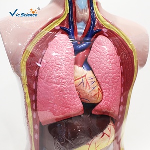 Modelo de <span class=keywords><strong>Cuerpo</strong></span> Juvenil Profesional de 9 Piezas para Demostración en Ciencias Médicas y Exhibición en <span class=keywords><strong>el</strong></span> Aula - Product Image 4