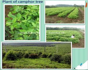 Số lượng lớn giá bán buôn cấp thực phẩm long não bóng nguyên liệu tinh khiết long não thương mại 100% tự nhiên long não máy - Product Image 4