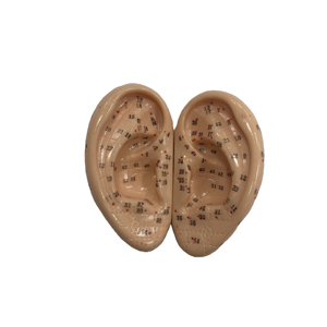 Hot Sale Acupuntura Humana Modelo 7.5cm Ear Acupuntura Modelo Soft Flexível Ear Displays para Acupuntura - Product Image 4