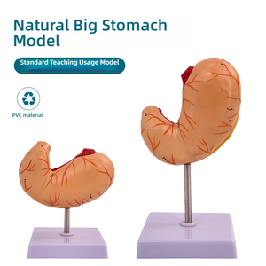 Modelo Anatómico de Estómago <span class=keywords><strong>Humano</strong></span> de PVC de Tamaño Real, Desmontable, <span class=keywords><strong>con</strong></span> Base, para la Enseñanza de Biología Escolar - Product Image 3