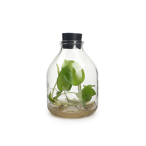 Pot en verre rond transparent de 650ml avec couvercle en <span class=keywords><strong>caoutchouc</strong></span> récipient de culture de tissus végétaux vide pour utilisation en laboratoire bouteille de stockage de semis - Product Image 2