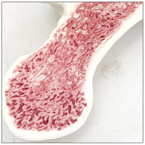 Model kerangka manusia Model tulang belakang vertebra tulang belakang Austin Model 4 vertebra anatomi manusia kerangka Model tulang - Product Image 4