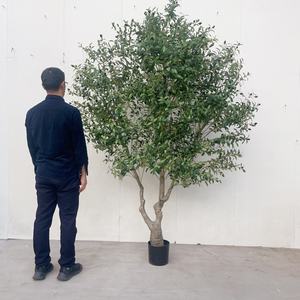 Árbol de <span class=keywords><strong>Olivo</strong></span> Artificial de Plástico para Interiores, 2.3 Metros, Tamaño Personalizado, <span class=keywords><strong>Precio</strong></span> de Fábrica, Planta Artificial de Alta Calidad para Decoración del Hogar, Regalo de Cumpleaños - Product Image 2