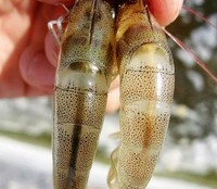 Émulsifiants naturels en poudre blanche 95% Acide bilique CAS 81-25-4 Qualité alimentation animale Additifs alimentaires Favorisent la croissance pour l'aquaculture