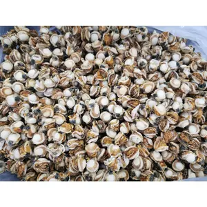 Setengah cangkang laut kerang rasa tepi kerang pengupas daging kerang tanpa cangkang