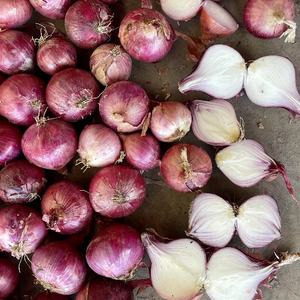 Exportador de Cebolla Blanca Fresca en China, Venta al por Mayor a Precio Económico, Exportación de <span class=keywords><strong>Verduras</strong></span> de Cebolla Fresca a la República Democrática <span class=keywords><strong>del</strong></span> Congo desde China - Product Image 3