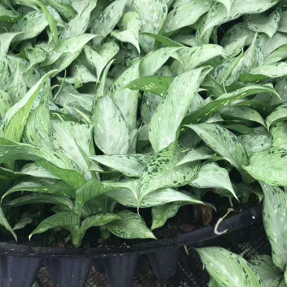 Рассада растений тканевая культура рассада вечнозеленая