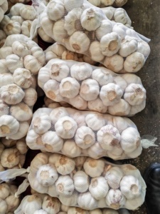 2025 nuovo raccolto aglio fresco dal produttore normale bianco Alho Ajo fornitura diretta all'ingrosso - Product Image 5