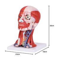 Modèle de dissection de la tête et du col de l'utérus avec cerveau 270x170x210(mm) SMD158