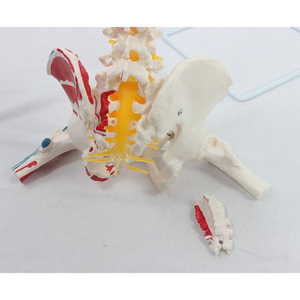 SCIEDU PVC Doğal Büyük Omurga Pelvik Kemer Modeli, Kas Kaynakları Eklemeleri, İnsan İskeleti <span class=keywords><strong>Femur</strong></span> Omurga Sinirleri ve Sakrum Modeli ile - Product Image 2