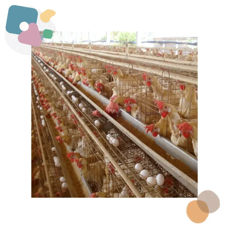 ฟาร์มสัตว์ปีก กรงสัตว์ ไก่ ไก่ เพาะพันธุ์อุปกรณ์กรงไก่ กรงไข่สําหรับไก่ แบตเตอรี่