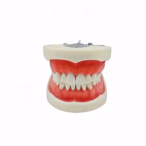 Modello Standard dei denti pratica lo studente dentale in resina acrilica modello 32 denti tipodoni dentali con articolatore DP - Product Image 2