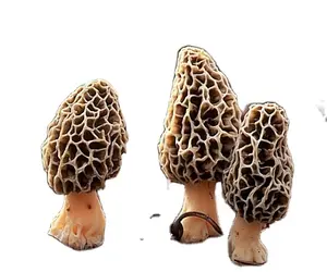 Mushroom Detan Organic Fresh Morel Mushroom Hot Sale Mushroom