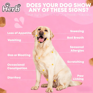 Probióticos Masticables Suaves para Mascotas, OEM ODM, Refuerzo del Sistema Inmunológico, Microbioma Intestinal Equilibrado para Perros - Product Image 6