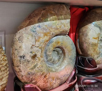 Fossile d'ammonite naturelle de Madagascar de haute qualité, spécimen de coquillage cristallin brillant, fossile d'escargot perroquet à vendre