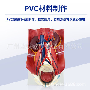 Modelo del sistema urinario humano, pared abdominal posterior, riñones, vejiga, órganos abdominales, anatomía médica y enseñanza médica. - Product Image 4