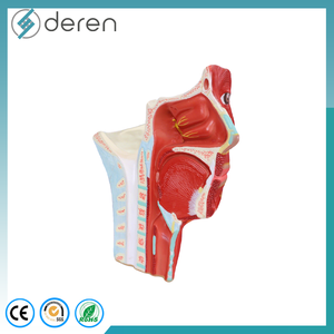 Modelo de Agrandamiento de Arterias y Venas de la Cabeza Humana, Herramienta de Enseñanza Anatómica Médica para la Ciencia de los Meridianos de la Cabeza - Product Image 3