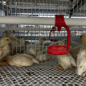 Nhà Sản Xuất Của Tự Động Gà Con Gà Con Cho Ăn Pin Lồng Đa Chức Năng Pullet Lồng Giá Tốt New Gà Brooder - Product Image 2