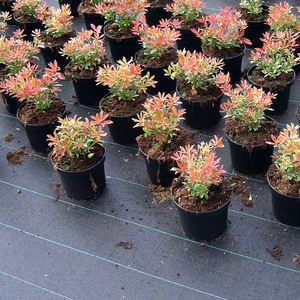 Paillis anti-mauvaises herbes en fibre de coco, tapis agricole pour arbres, tissu tissé en <span class=keywords><strong>feutre</strong></span>, tapis anti-mauvaises herbes - Product Image 5