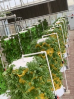 One One Systèmes d'agriculture d'intérieur améliorés Jardin agricole Culture sans sol verticale Tour de culture hydroponique Tour d'ananas