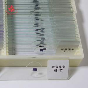 Portaobjetos Preparados, Portaobjetos Médicos, Taeniasis Solium, Parásito Segmentario, Gusano de Tierra, Proglotídeo Maduro, Portaobjetos Preparados de Vidrio - Product Image 5