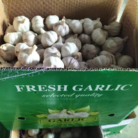 Optimale Verse Knoflook Ajo Chinese Knoflook Export Knoflook Marktprijs 10Kg/Carton