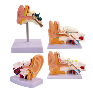 Modèle anatomique agrandi de la structure de l'oreille humaine et du système auditif ; outil pédagogique pour l'apprentissage du nettoyage interne de l'oreille - Product Image 1