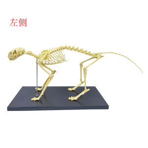 Modelo de <span class=keywords><strong>esqueleto</strong></span> <span class=keywords><strong>humano</strong></span> para hombre, juguete de alta calidad, con <span class=keywords><strong>esqueleto</strong></span> de Animal - Product Image 6