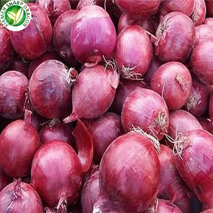 Export bulk red specification fresh onion with buyers price