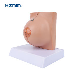 Modelo anatómico de la glándula mamaria en período de descanso Modelo de mama humano de ciencia médica en PVC para escuelas de medicina - Product Image 3