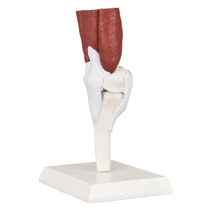 Modelo Anatómico de Articulación de Rodilla Humana a Gran Escala DP09-026 CN, Músculos, Ligamentos, Huesos, Enseñanza <span class=keywords><strong>del</strong></span> <span class=keywords><strong>Sistema</strong></span> Esquelético, Ortopedia - Product Image 2