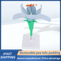 Modèle d'agrandissement de fleur de pois avec ovaires amovibles, pour la dissection des fleurs dicotylédonées, aide pédagogique en sciences médicales et jardinage, en PVC