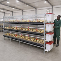 Cage d'élevage commerciale de type H pour poussins avec système de retrait automatique du fumier