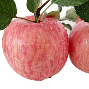 Pommes Fuji fraîches Délicieux fruits de pommes fraîches en provenance de Chine au meilleur prix Pommes fraîches pour l'exportation sur de nombreux marchés - Product Image 5