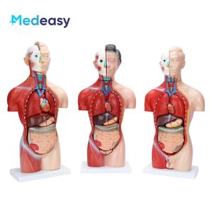 Modèle anatomique de torse <span class=keywords><strong>humain</strong></span> sans sexe de 42 cm/18 parties - Product Image 6