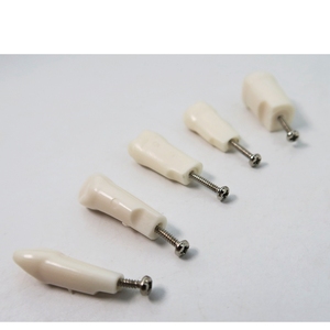 نموذج دراسة الأسنان/الأسنان الدائمة ذو جذور مستقيمة - Product Image 6