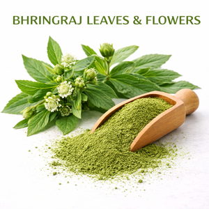 Poudre de Bhringraj, poudre d'herbes naturelles, poudre de plantes finement moulue pour les soins des cheveux, usage à base de plantes et approvisionnement en vrac - Product Image 3