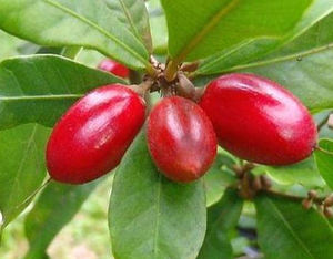 Venda quente blushwood frutas blushwood cápsulas de morango extrato de madeira para pó ebc46 - Product Image 3