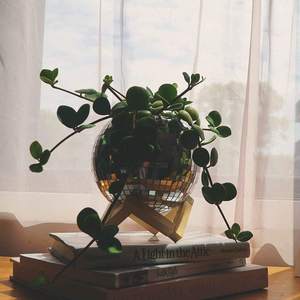 Disco Ball Planteur Table Suspendue Pitch <span class=keywords><strong>Corde</strong></span> Support En Bois <span class=keywords><strong>Avec</strong></span> Trous De Vidange Bouchons pour Soins Des Plantes Intérieur Extérieur Bureau Patio <span class=keywords><strong>Pot</strong></span> - Product Image 5