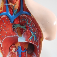 Modelo Anatómico para Estudiantes de Ciencias Médicas, Modelo de Anatomía del Torso del Cuerpo Humano de 85 cm, Modelo de Torso Sin Sexo de 20 Partes