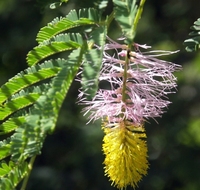 Ekstrak Herbal Dichirostachys Glomerata 80:1 Bubuk Ekstrak Dichrostachys Cinerea