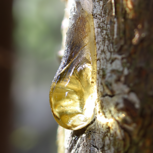 100% puro y orgánico a granel Elemi aceite esencial antienvejecimiento revitalizador de la piel precio atractivo directo de los proveedores - Product Image 1