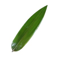 Feuilles de bambou naturelles de qualité alimentaire pour sushi |   Rouleaux de riz collant professionnels |   Emballage en vrac pour dim sum en feuille de bambou