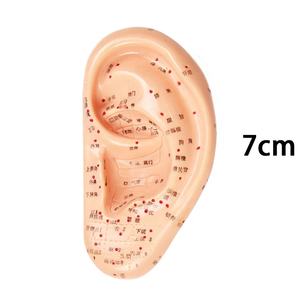 Modèle d'<span class=keywords><strong>acupuncture</strong></span> <span class=keywords><strong>auriculaire</strong></span> de médecine chinoise de 7 cm pour application <span class=keywords><strong>auriculaire</strong></span> - Product Image 2