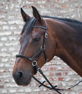 Halters et bride d'équitation de qualité supérieure MAHERSI - Product Image 1