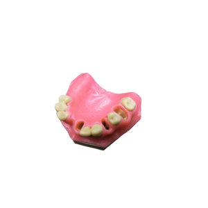 Sains medis Sinus maxsila Model gigi latihan Oral Model gigi - Product Image 5